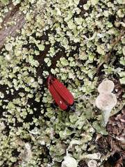 Dictyoptera aurora