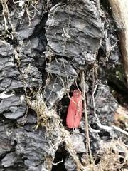 Dictyoptera aurora