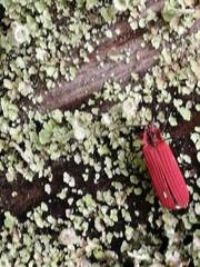 Dictyoptera aurora