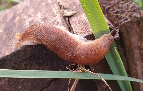 Northern Dusky Slug