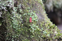 Dictyoptera aurora