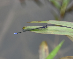 Aciagrion approximans