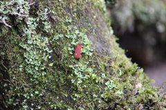 Dictyoptera aurora