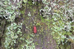 Dictyoptera aurora