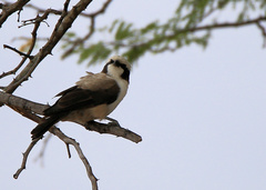 Eurocephalus anguitimens