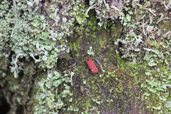 Dictyoptera aurora