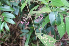 Callicarpa rubella