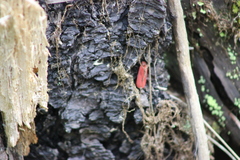 Dictyoptera aurora