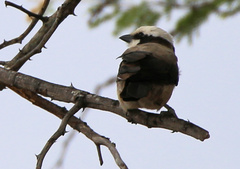 Eurocephalus anguitimens