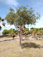 Ficus retusa