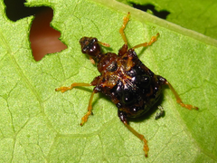 Paroplapoderus angulipennis