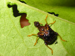 Paroplapoderus angulipennis