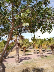 Ficus retusa