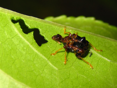 Paroplapoderus angulipennis
