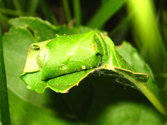 Paroplapoderus angulipennis