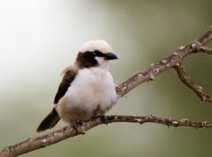 Eurocephalus anguitimens