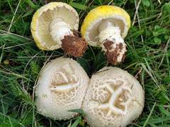 Floccularia luteovirens