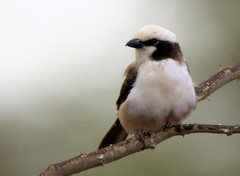 Eurocephalus anguitimens