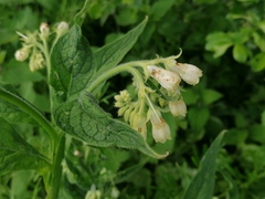 Symphytum officinale