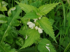 Lamium album