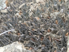 Haworthia