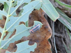 Eudiagogus