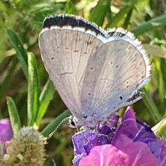 Polyommatini