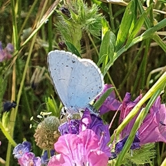 Polyommatini