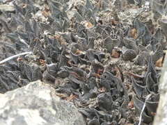 Haworthia