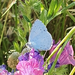 Polyommatini