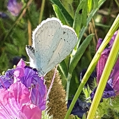 Polyommatini