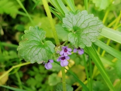 Glechoma hederacea