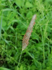 Alopecurus pratensis