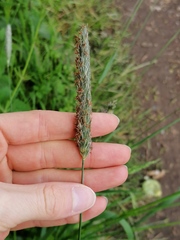 Alopecurus pratensis