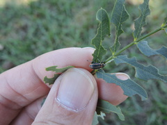 Eudiagogus