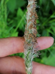 Alopecurus pratensis