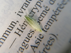 Alopecurus pratensis