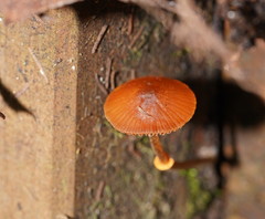 Conocybe filaris