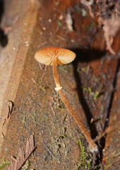 Conocybe filaris