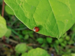 Harmonia axyridis