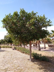 Ficus retusa