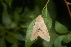 Spilarctia seriatopunctata