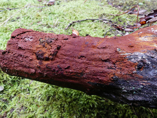 Hymenochaete fuliginosa, 2021-02-18