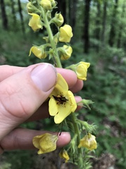 Verbascum spectabile