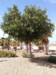 Ficus retusa