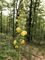 Verbascum spectabile