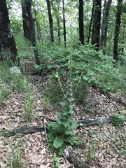 Verbascum spectabile
