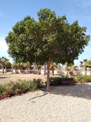 Ficus retusa