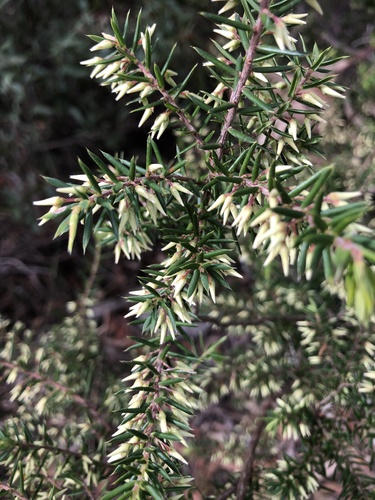 Leucopogon exolasius · iNaturalist