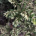 Styphelia exolasia - Photo (c) polyscias099, some rights reserved (CC BY-NC)